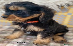 Cavapoo dogs for sale: Black and Tan Cavapoos - Image 6