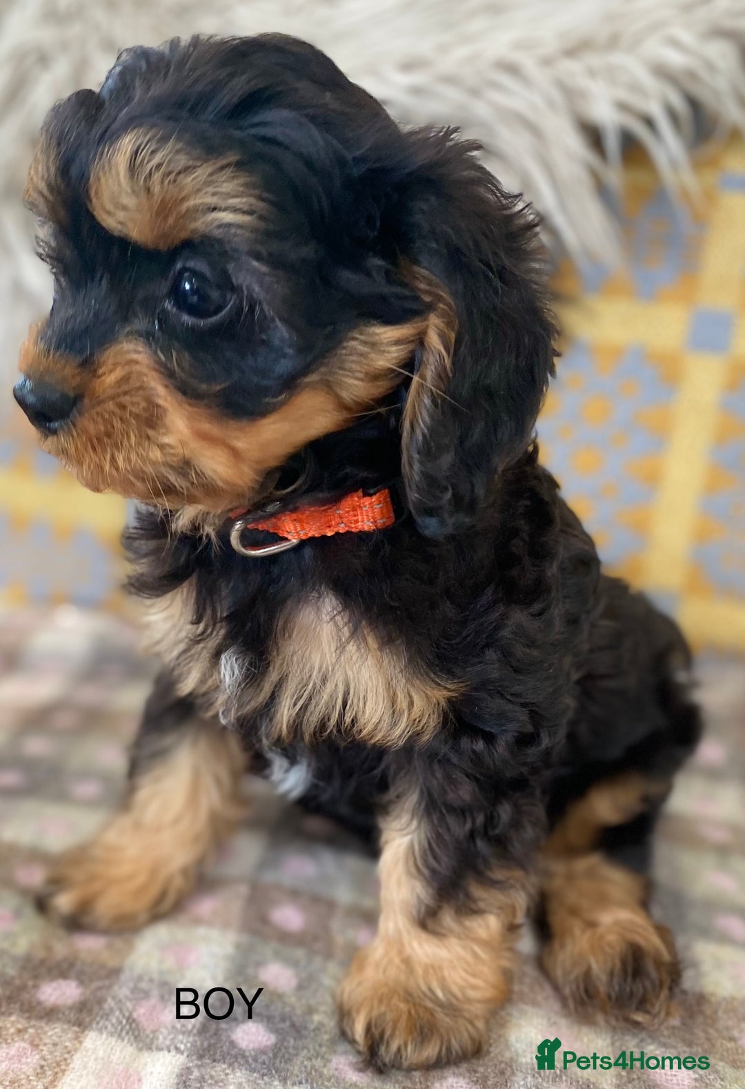 Cavapoo dogs for sale: Black and Tan Cavapoos - Image 6