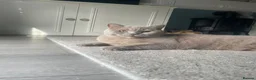British Shorthair cats for sale: Two Beautiful Female Cats–British Shorthair  - Advert 2