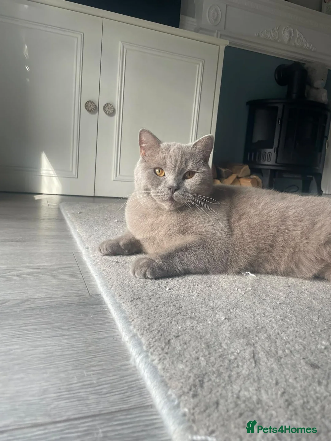 British Shorthair cats for sale: Two Beautiful Female Cats–British Shorthair  - Advert 2