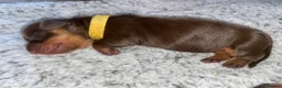 Miniature Dachshund dogs for sale: Beautiful litter of 5 girls - Advert 13