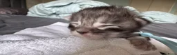 Maine Coon cats for sale: Tica registered Adorable Mainecoon Kittens - Advert 14
