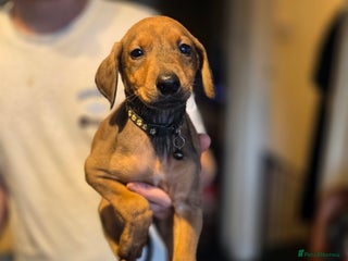 Mixed Breed dogs - Advert 12