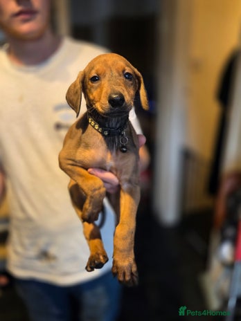 Mixed Breed dogs - Advert 4