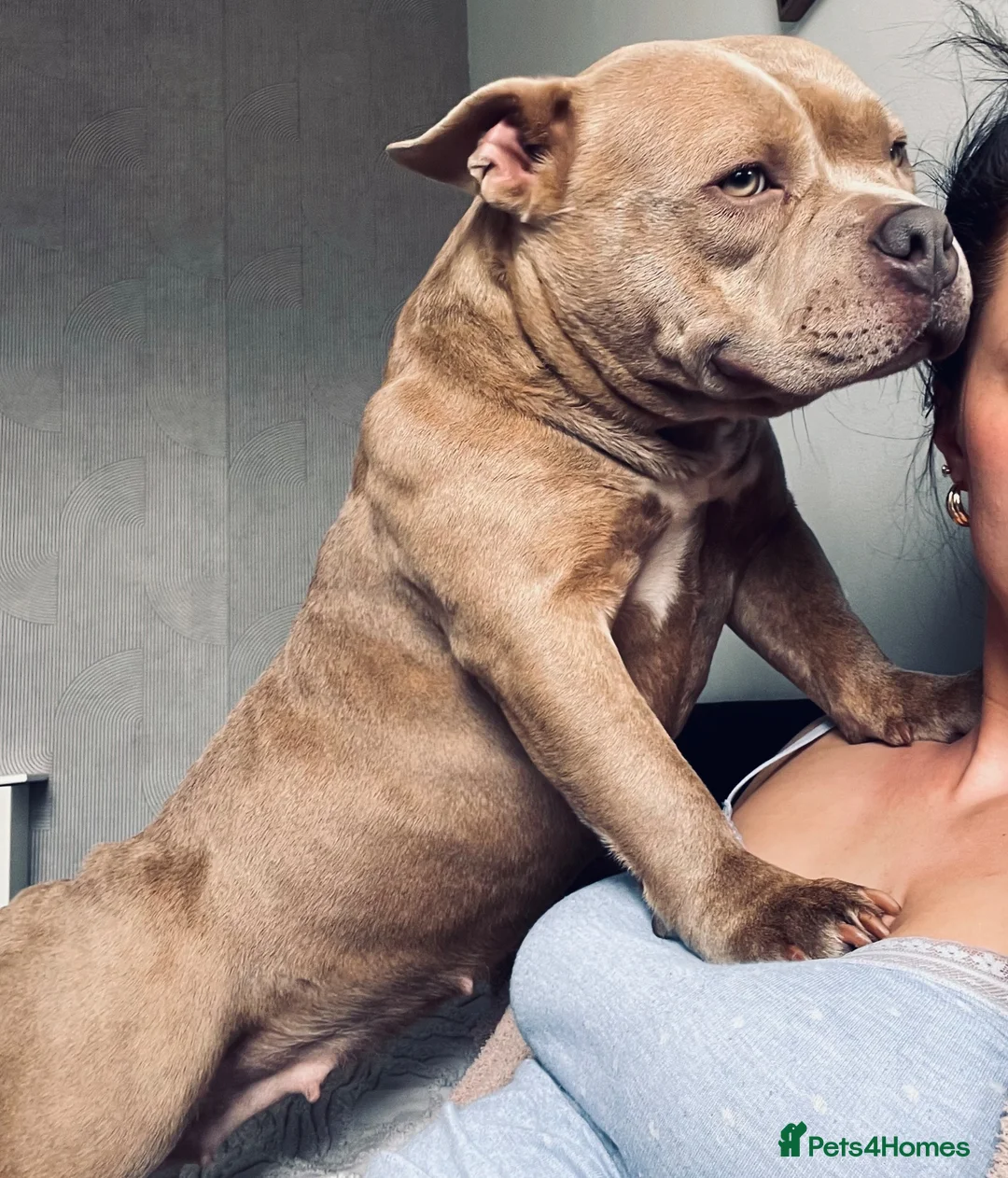 American Bully dogs for sale: Pocket bully female - Advert 2