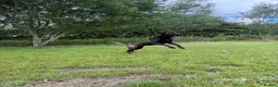 Belgian Shepherd Dog dogs for sale: DARK KC REG BELGIAN MALINOIS PUPPIES - Advert 2