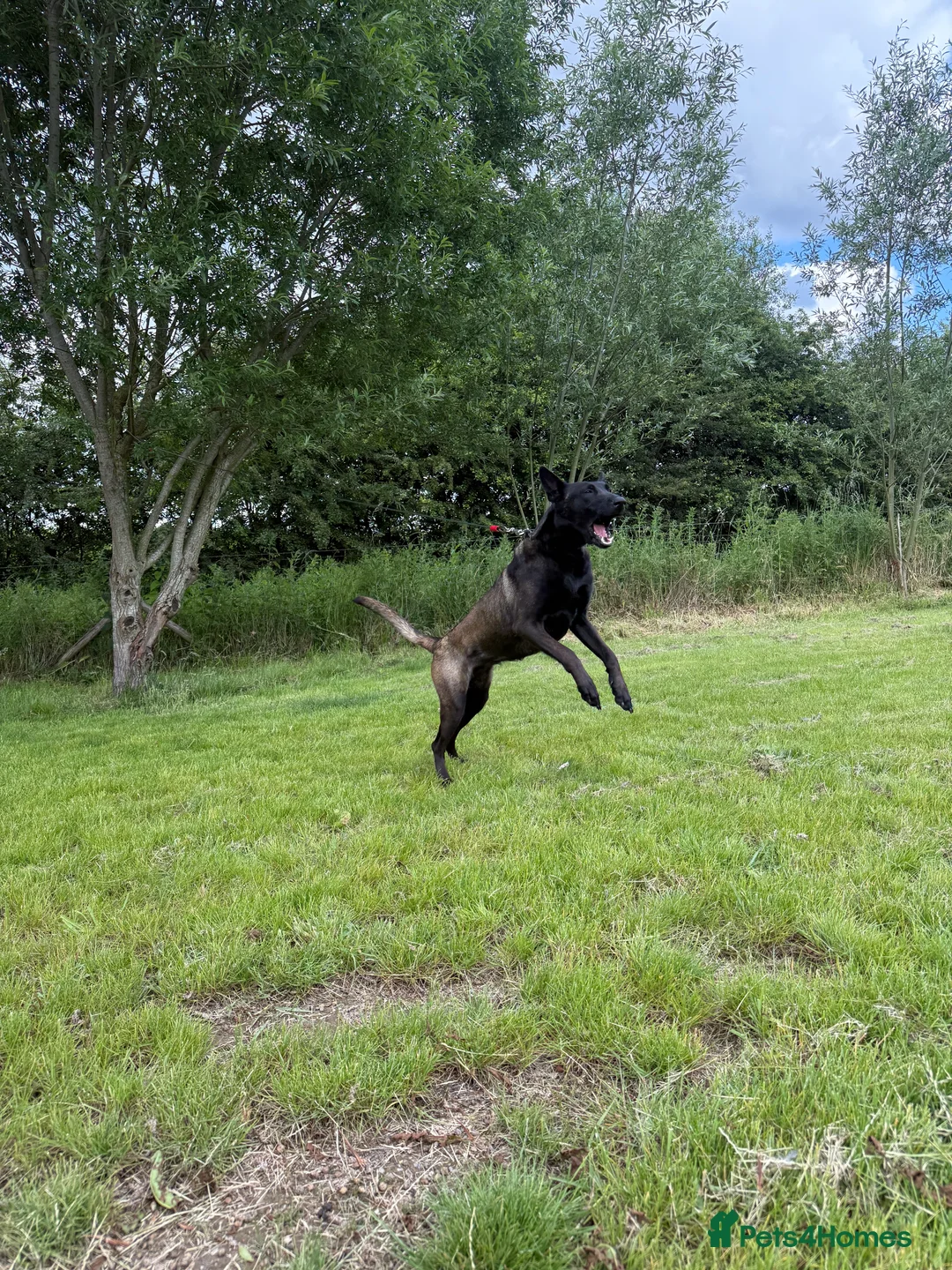Belgian Shepherd Dog dogs for sale: DARK KC REG BELGIAN MALINOIS PUPPIES - Advert 2