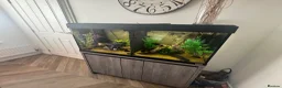 Axolotl reptiles for sale: Full set up and 2 axolotl’s in Peterborough - Advert 1