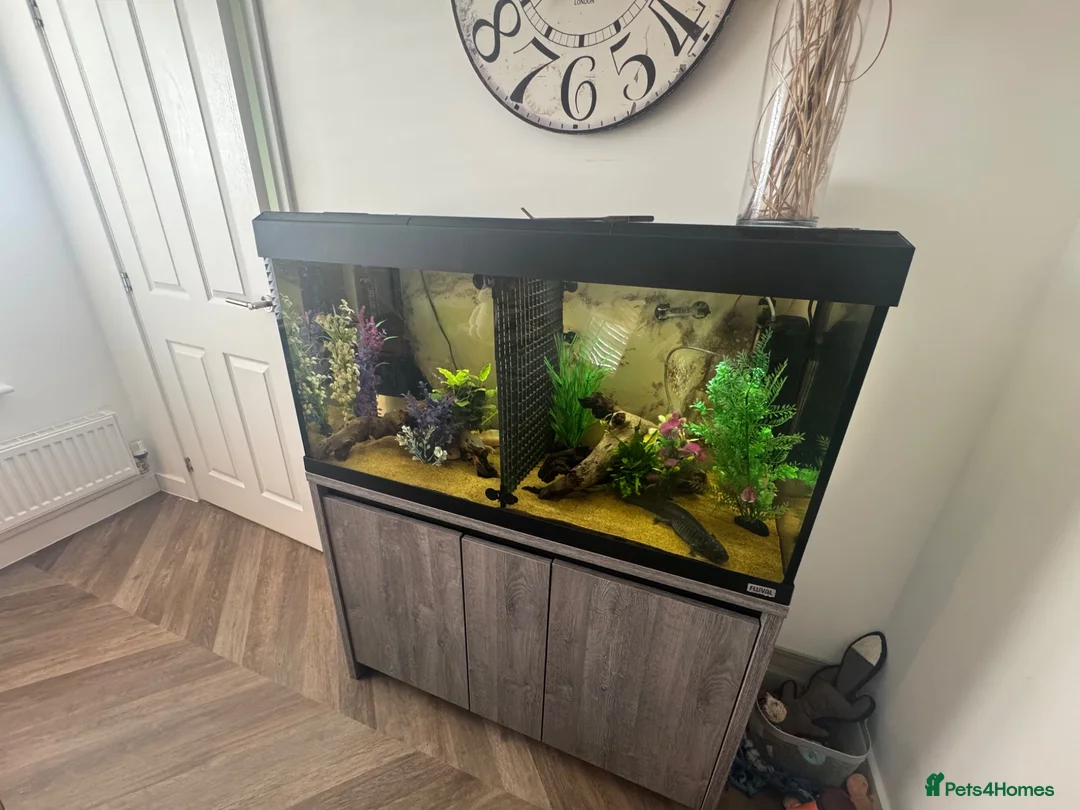 Axolotl reptiles for sale: Full set up and 2 axolotl’s in Peterborough - Advert 1