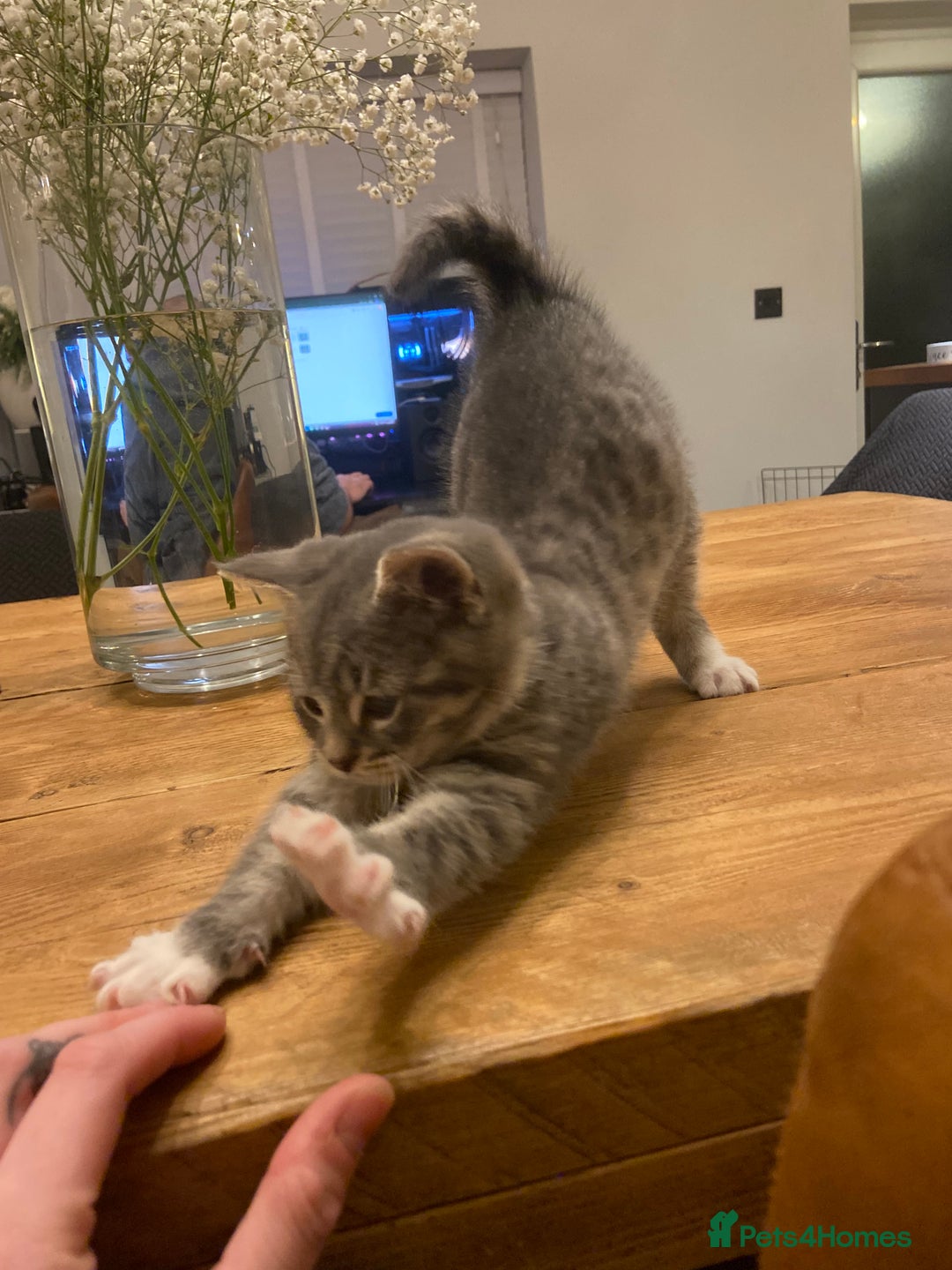 Mixed Breed cats for sale: Beautiful little boy needing his forever home  - Advert 5