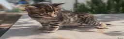 Bengal cats for sale: Exceptional rare cashmere bengal boys - Advert 20