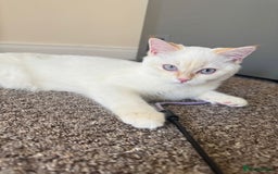 British Shorthair cats for sale: Beautiful white British shorthair kitten (female) - Image 6