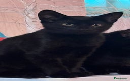 Domestic Shorthair cats for sale: Black kittens  - Image 4