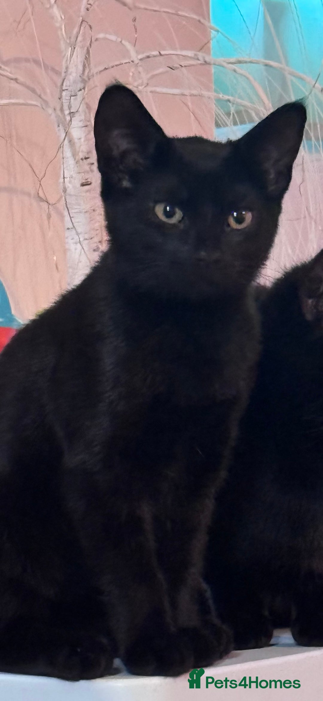 Domestic Shorthair cats for sale: Black kittens  - Image 4