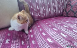 Munchkin cats for sale: Munchkin x Scottish Fold - Image 1