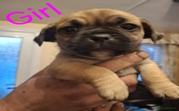 Jug dogs for sale: Jug puppies - Image 2