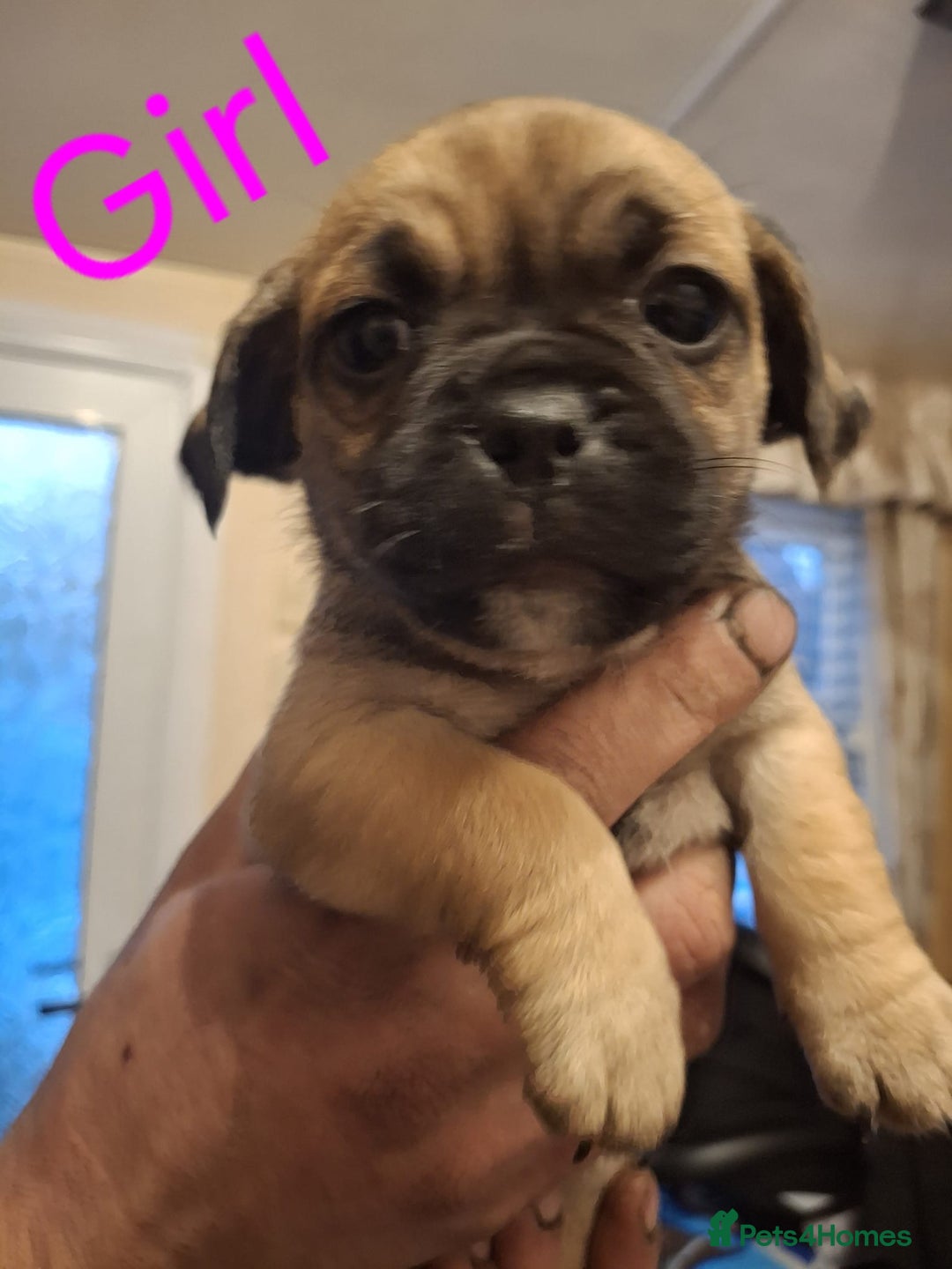 Jug dogs for sale: Jug puppies - Image 2