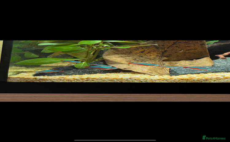 Tetras fish - Advert 4