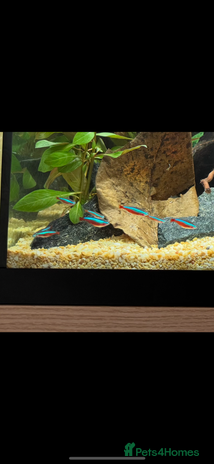 Tetras fish - Advert 1