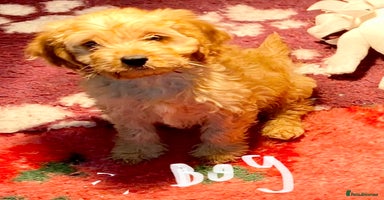 Cavapoo dogs - Advert 15