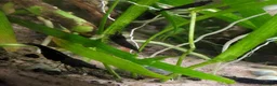 Shrimps fish for sale: Neocaridina Shrimp ♥️🖤🧡  Ramshorn Snails 🩷💙 - Advert 7