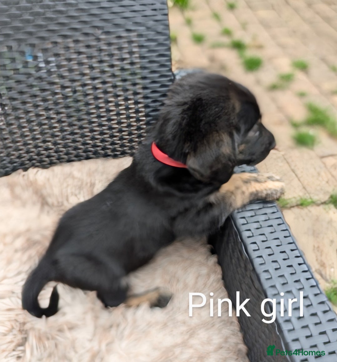 Mixed Breed dogs for sale: Golden Shepherd Puppies  - Image 5