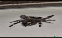 Spiders invertebrates for sale: Precious little female jumping spider - Advert 4