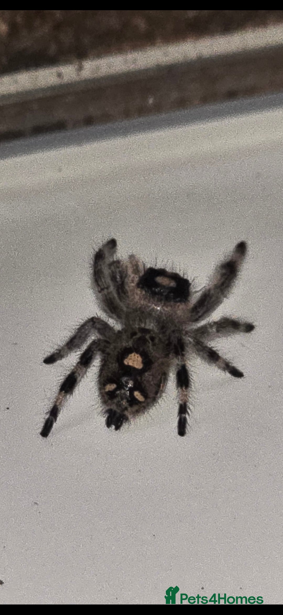 Spiders invertebrates for sale: Precious little female jumping spider - Advert 4