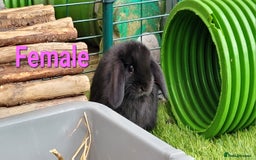 Mini Lop rabbits for sale: Beautiful Mini Lops - READY TO LEAVE - Image 23