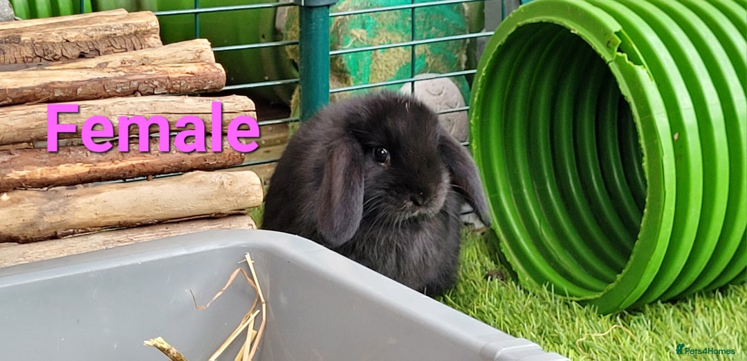 Mini Lop rabbits for sale: Beautiful Mini Lops - READY TO LEAVE - Image 23