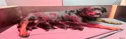 Rottweiler dogs for sale: Rottweiler puppies  in Cambridge - Advert 4