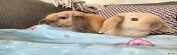 Mini Lop rabbits for sale: 2 Mini Lops for short or long term foster in Bath - Advert 7