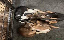 Cocker Spaniel dogs for stud: Show Cocker At Stud Highly Health Tested in Sandbach - Image 22