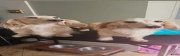 Miniature Dachshund dogs for sale: Beautiful Mini Cream Longhaired Dachshund🍦 in Feltham - Advert 9