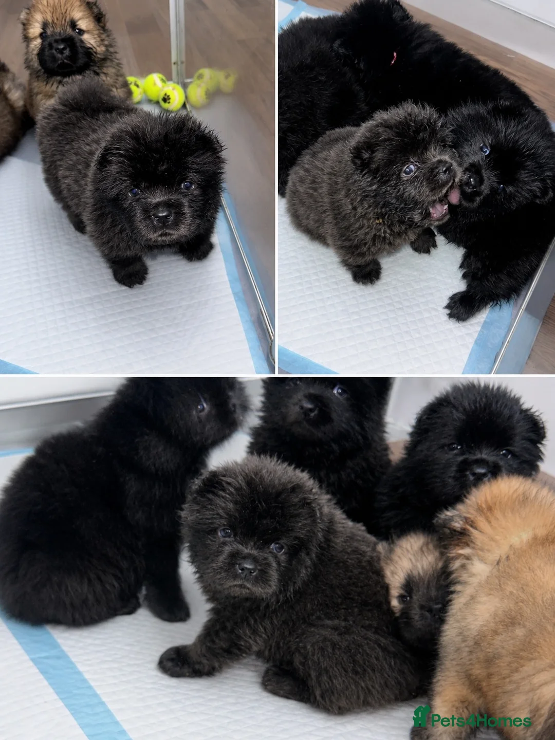 Chow Chow dogs for sale: Beautiful Chow Chow puppies  in Warrington - Advert 2