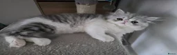 Persian cats for sale: Persian Kittens Extreme Punch Face – Bi-Color GCCF - Advert 2