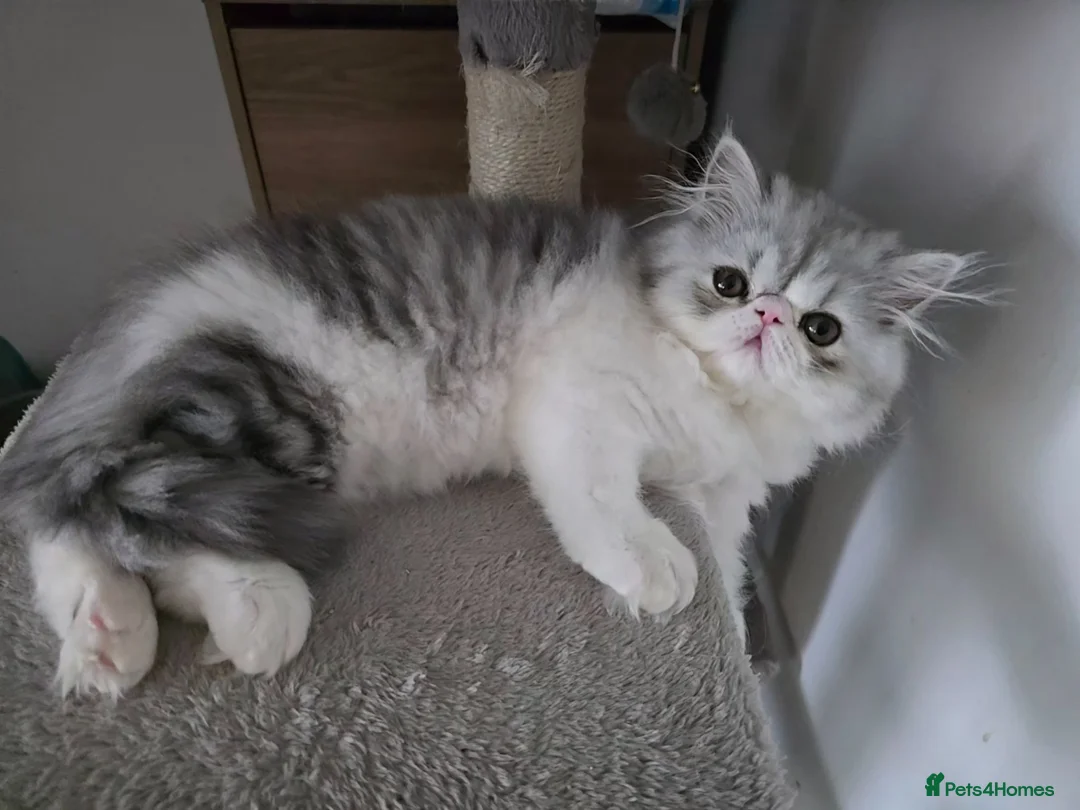 Persian cats for sale: Persian Kittens Extreme Punch Face – Bi-Color GCCF - Advert 2
