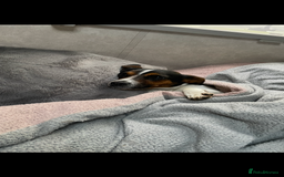 Jack Russell dogs for sale: Outstanding jack russels  - Image 16