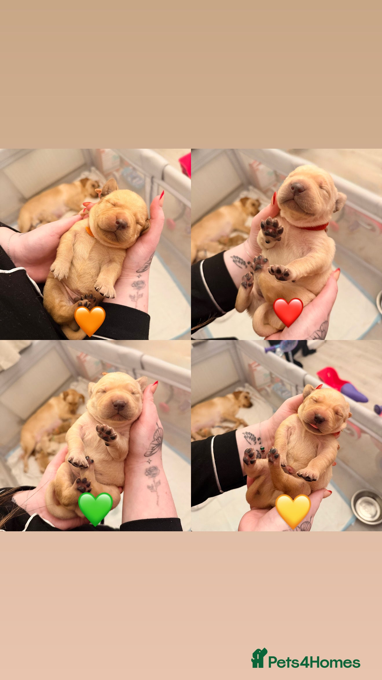 Labrador Retriever dogs 4 Handsome Labrador Boys  - Advert 17