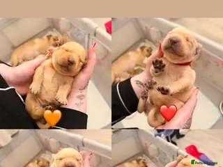 Labrador Retriever dogs 4 Handsome Labrador Boys - Advert 17