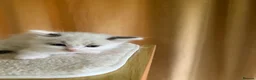 Ragdoll cats for sale: Beautiful full ragdoll kittens  - Advert 18