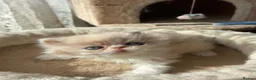Persian cats for sale: Stunning kittens - Advert 13