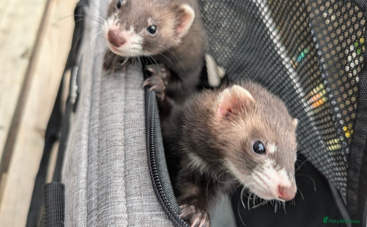 Ferret rodents - Advert 1