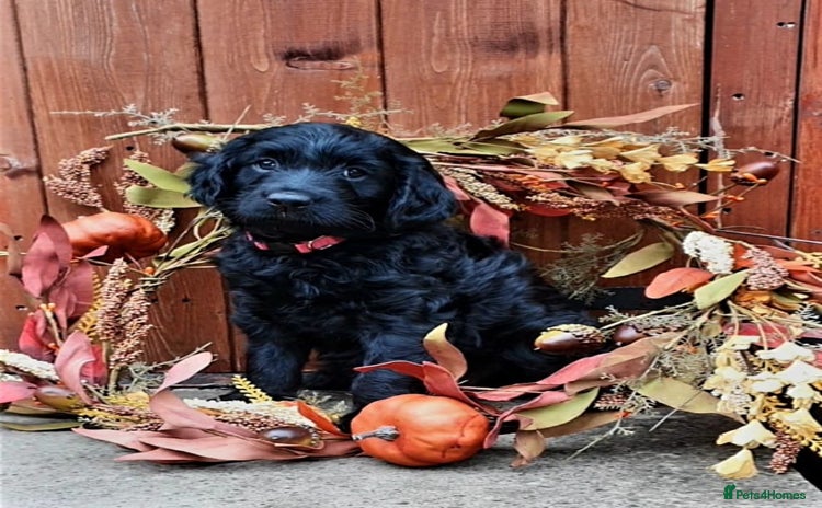 Goldendoodle dogs - Advert 4