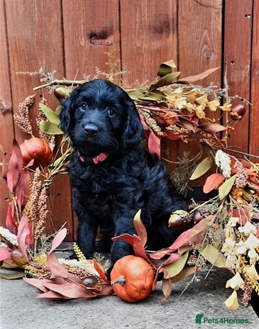 Goldendoodle dogs - Advert 4