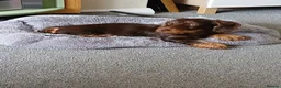 Dachshund dogs for sale: Chocolate and tan wirehair dachshund  - Advert 3