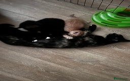 British Shorthair cats for sale: Kitten - Image 4
