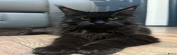 Maine Coon cats for sale: Mainecoon Kittens  - Advert 9