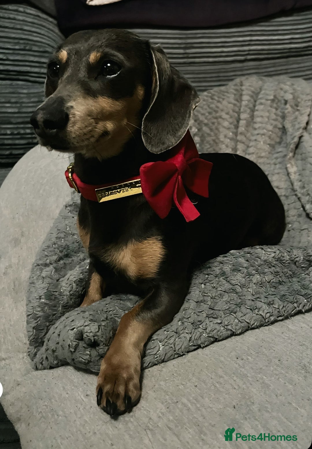 Dachshund dogs for sale: Beautiful mini dachshund babies  - Image 22