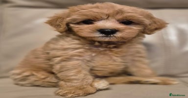 Cavapoochon dogs - Advert 13
